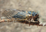 Platypedia putnami; Putnams Cicada