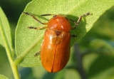Anomoea flavokansiensis; Case-bearing Leaf Beetle species