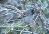 Black-chinned Sparrow; breeding male