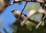 Bushtit