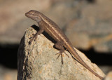 Plateau Fence Lizard