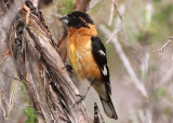 Black-headed Grosbeak; male 