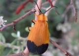 Lycus fernandezi; Net-winged Beetle species