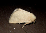 4680 - Isa schaefferana; Slug Moth species