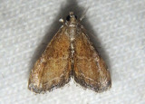 4862 - Stegea minutalis; Crambid Snout Moth species