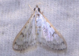 5220 - Palpita atrisquamalis; Gracile Palpita Moth