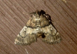 5579 - Macalla zelleri; Zellers Macalla