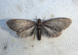 6488-6518 - Glaucina Geometrid Moth species; female