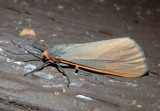 8115 - Virbia costata; Tiger Moth species