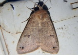 8592-8596 - Cissusa Owlet Moth species