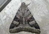 8600 - Melipotis indomita; Indomitable Melipotis Moth