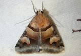 8628 - Drasteria pallescens; Noctuid Moth species