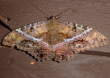 8649 - Ascalapha odorata; Black Witch; female
