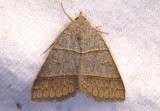 8753 - Ptichodis ovalis; Owlet Moth species