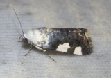 9142 - Tarache quadriplaga; Bird Dropping Moth species