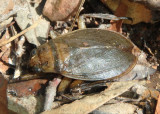 Abedus herberti; Giant Water Bug species