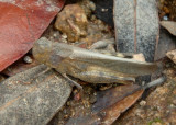 Arphia conspersa; Speckle-winged Rangeland Grasshopper
