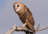 Barn Owl 