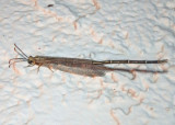 Brachynemurus hubbardii; Long-tailed Antlion species; male