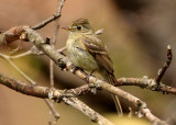 Western Flycatcher 