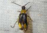 Diabrotica virgifera; Western Corn Rootworm