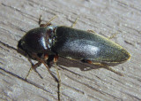 Diplostethus opacicollis; Click Beetle species