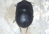 Eusattus reticulatus; Darkling Beetle species