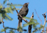 Five-striped Sparrow 