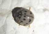 Olla v-nigrum; Ashy Gray Lady Beetle 