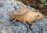 Phrynotettix tshivavensis; Chihuahua Lubber; female