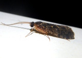 Polycentropus Tube-maker Caddisfly species