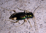 Tetracha carolina; Carolina Metallic Tiger Beetle