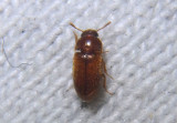 Typhaea stercorea; Hairy Fungus Beetle