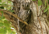 Western Screech-Owl