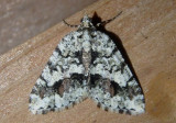 6311 - Macaria graphidaria; Geometrid Moth species