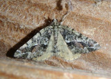 6311 - Macaria graphidaria; Geometrid Moth species 