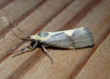 8059 - Cisthene subrufa; Tamaulipan Lichen Moth