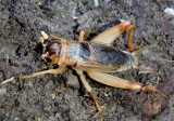 Anurogryllus arboreus; Common Short-tailed Cricket; male