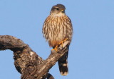 Merlin