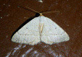 6424 - Taeniogramma mendicata; Geometrid Moth species