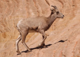 Bighorn Sheep; young male