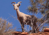 Bighorn Sheep; young male 
