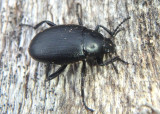 Eleodes fusiformis; Desert Stink Beetle species