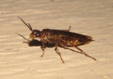 Macroxyela ferruginea; Xyelid Sawfly species 