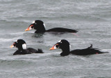 Surf Scoters; males