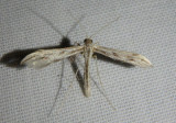 6178.1 - Hellinsia hoguei; Plume Moth species