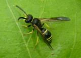 Ancistrocerus Mason Wasp species