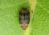 Brachys aerosus; Metallic Wood-boring Beetle species