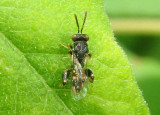 Chalcidinae Chalcid Wasp species