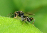 Chalcidinae Chalcid Wasp species 